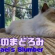 バーマン猫ラフ【ラフのまどろみ】Raphael's Slumber（バーマン猫）Birman/Cat