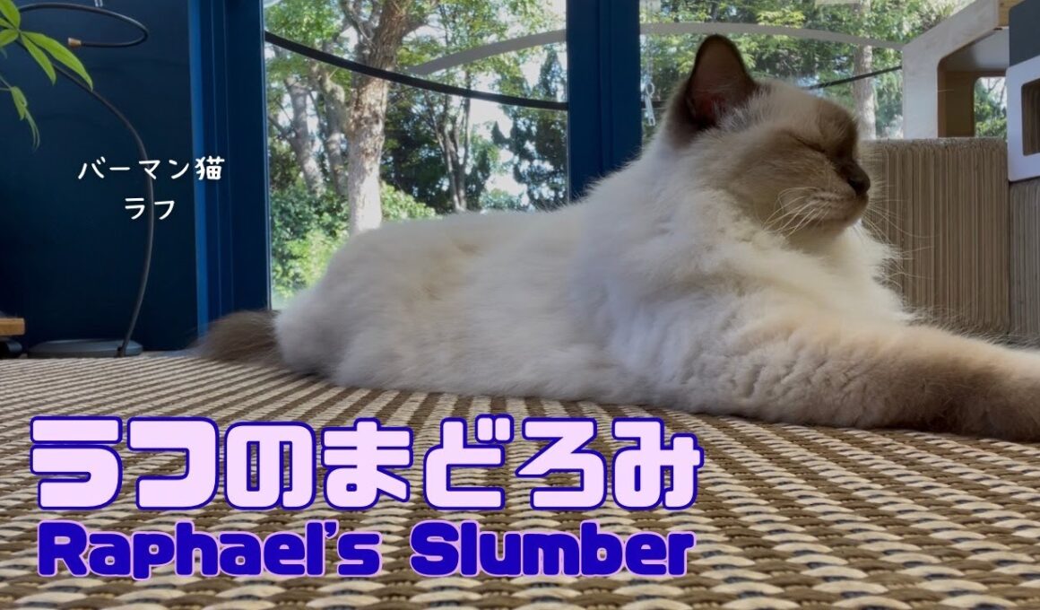 バーマン猫ラフ【ラフのまどろみ】Raphael's Slumber（バーマン猫）Birman/Cat