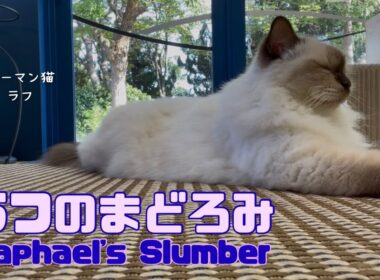 バーマン猫ラフ【ラフのまどろみ】Raphael's Slumber（バーマン猫）Birman/Cat