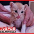 【子猫 保護】お腹が減ったよ...置き去りになった子猫を保護しました【前編】