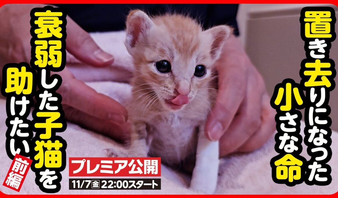 【子猫 保護】お腹が減ったよ...置き去りになった子猫を保護しました【前編】