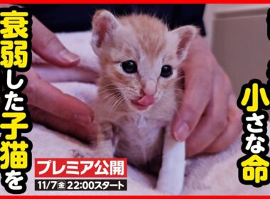 【子猫 保護】お腹が減ったよ...置き去りになった子猫を保護しました【前編】