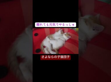 巣立ち間近、子猫姉弟の抱き合い子猫団子 #cat  #猫  #ねこ  #保護猫 #cute #猫のいる暮らし #子猫 #shorts  #こねこ