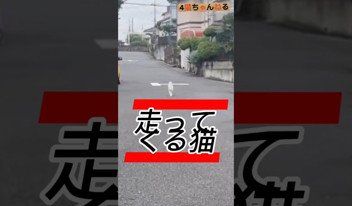 【走ってくる猫】#ねこ #多頭飼い #日本猫 #シニア猫 #保護猫 #shorts