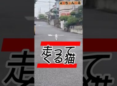 【走ってくる猫】#ねこ #多頭飼い #日本猫 #シニア猫 #保護猫 #shorts