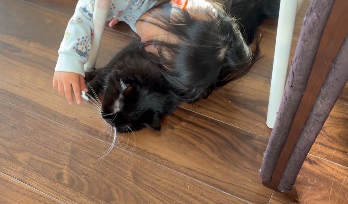 ヒゲを弦がわりにギター扱いにされる猫　ラガマフィン