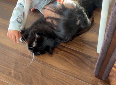 ヒゲを弦がわりにギター扱いにされる猫　ラガマフィン