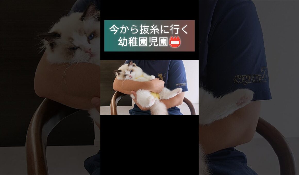 病院へっちゃら子ちゃん６ヶ月📛 #shorts #ラグドール #子猫 #猫のいる生活 #甘えん坊猫 #ぬいぐるみ猫