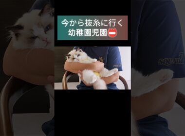 病院へっちゃら子ちゃん６ヶ月📛 #shorts #ラグドール #子猫 #猫のいる生活 #甘えん坊猫 #ぬいぐるみ猫