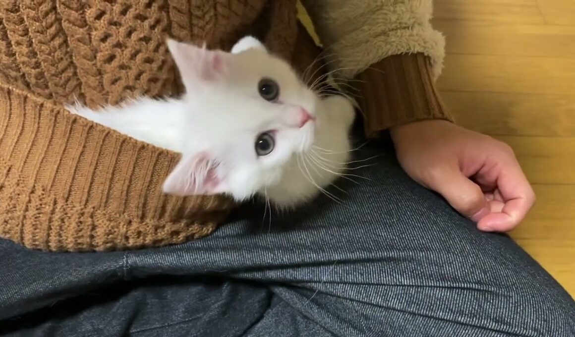 2/12公開　マンチカンホワイト短足の男の子です