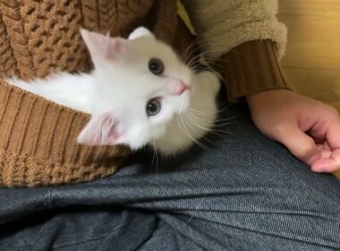 2/12公開　マンチカンホワイト短足の男の子です