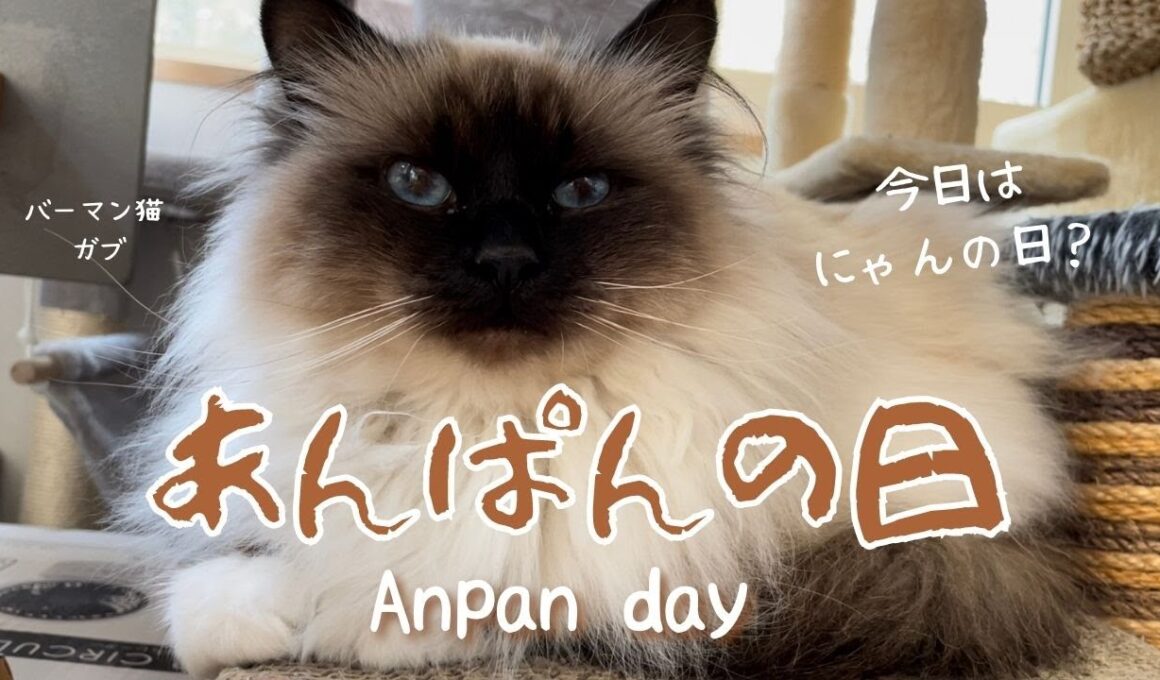 今日はにゃんの日？【あんぱんの日】Anpan Day（バーマン猫）Birman/Cat
