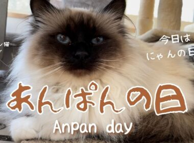 今日はにゃんの日？【あんぱんの日】Anpan Day（バーマン猫）Birman/Cat