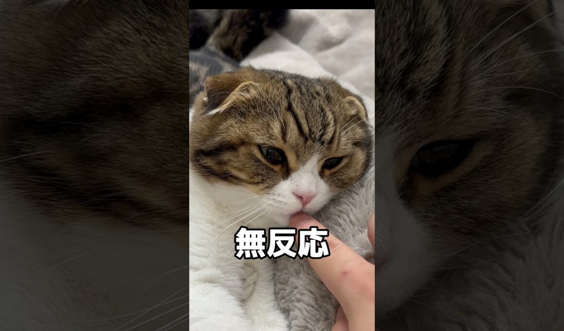 【スコティッシュフォールドスコ太郎】迫る恐怖‥。#スコティッシュフォールド #可愛い #猫 #cat #猫の日常