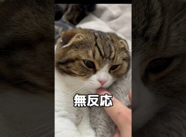【スコティッシュフォールドスコ太郎】迫る恐怖‥。#スコティッシュフォールド #可愛い #猫 #cat #猫の日常