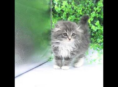 スコティッシュ・フォールド（ブルーパッチドタビーホワイト）の女の子（2019/12/5生まれ）