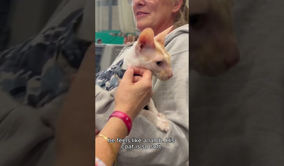 This Cat Feels Like a Lamb! 🐑 Meet the Cornish Rex