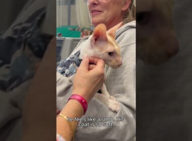 This Cat Feels Like a Lamb! 🐑 Meet the Cornish Rex