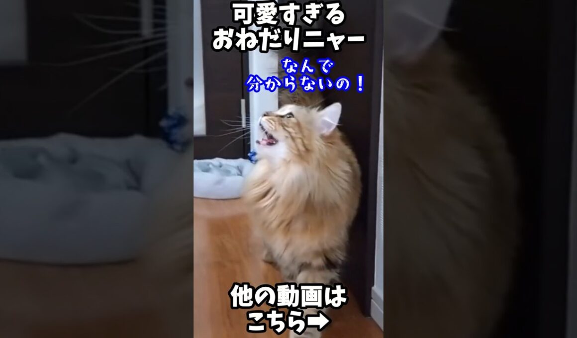 ごはん欲しくて“にゃー”💬かわいすぎるおねだり猫🐾 #サイベリアン #cat #siberiancat #猫のいる暮らし