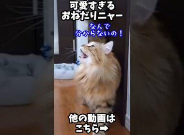 ごはん欲しくて“にゃー”💬かわいすぎるおねだり猫🐾 #サイベリアン #cat #siberiancat #猫のいる暮らし
