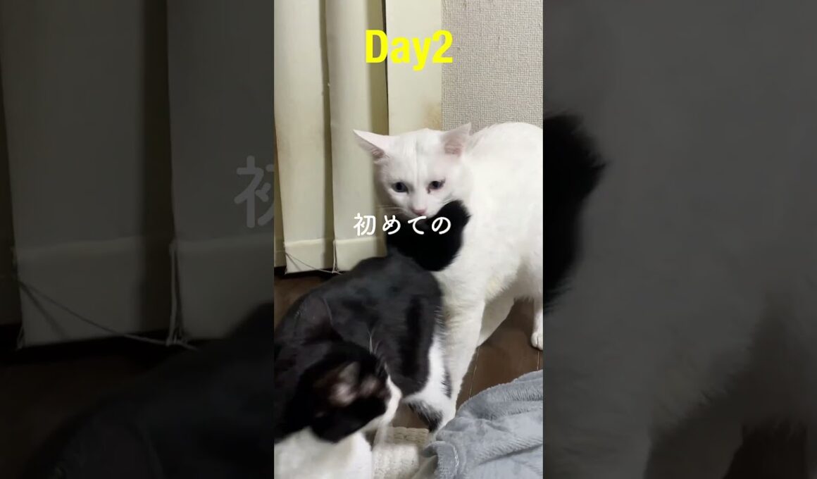 子猫と先住猫が初めて心を重ねた7日間