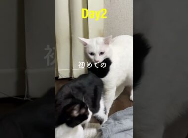 子猫と先住猫が初めて心を重ねた7日間