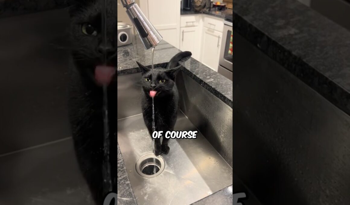 The Truth About Black Cats 🐈‍⬛