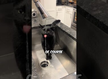 The Truth About Black Cats 🐈‍⬛