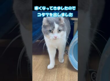 寒くなってきましたね #猫のお気に入り #ミント君 #アメリカンカール #猫動画かわいい