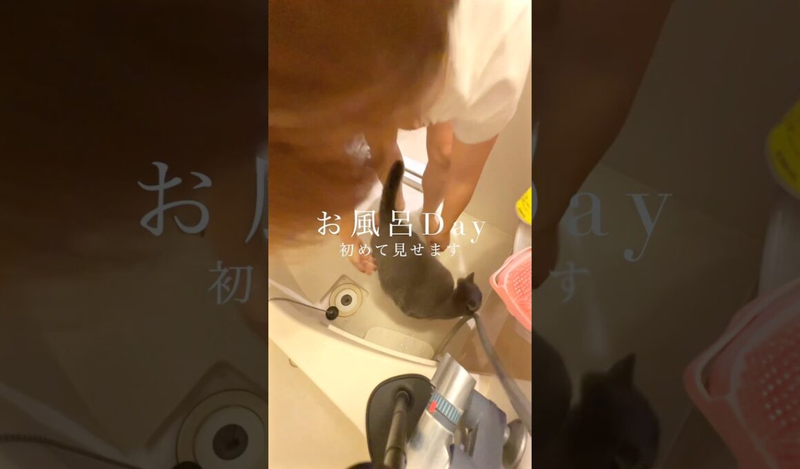 風呂猫まる🛀　#猫のいる暮らし #猫のいる生活 #お出迎え猫 #ブリティッシュショートヘア#私のお気に入り #クスッとした瞬間