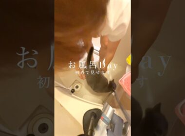 風呂猫まる🛀　#猫のいる暮らし #猫のいる生活 #お出迎え猫 #ブリティッシュショートヘア#私のお気に入り #クスッとした瞬間