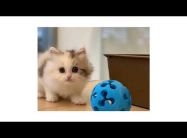 311920　スコティッシュフォールド　女の子　毛色：ダイリュートキャリコ　2020.1.18生まれ　群馬県