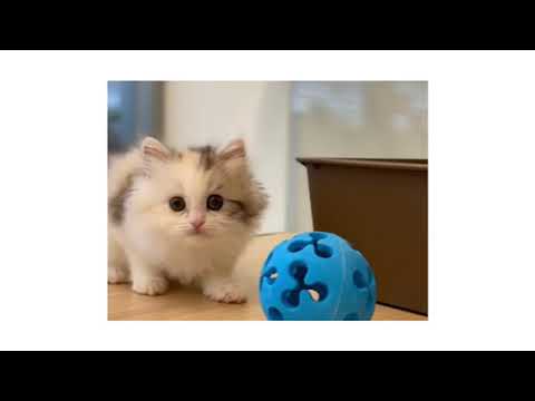 311920　スコティッシュフォールド　女の子　毛色：ダイリュートキャリコ　2020.1.18生まれ　群馬県