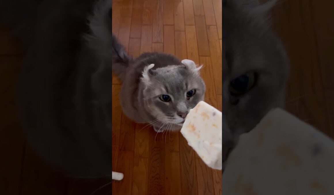 アイスだ #ねこ動画 #アメリカンカール #catshorts