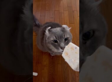 アイスだ #ねこ動画 #アメリカンカール #catshorts