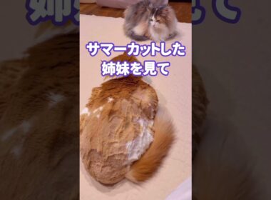 シャーが止まらなくなっちゃったパリス♡#ノルウェージャンフォレストキャット #パリス #cat