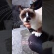 シャム猫さん#猫#ねこ#cat#かわいい#Shorts