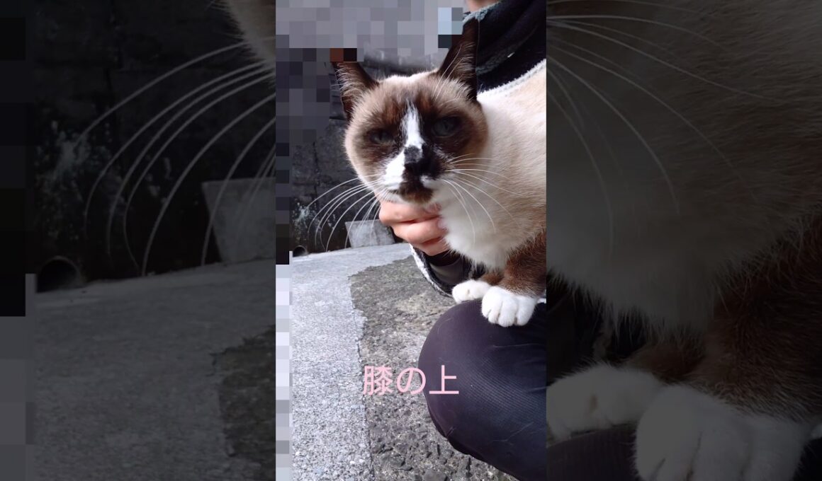 シャム猫さん#猫#ねこ#cat#かわいい#Shorts