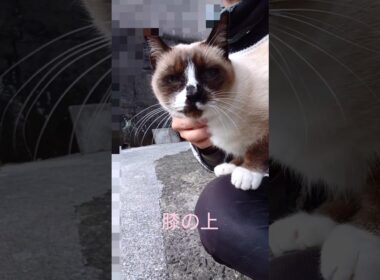 シャム猫さん#猫#ねこ#cat#かわいい#Shorts