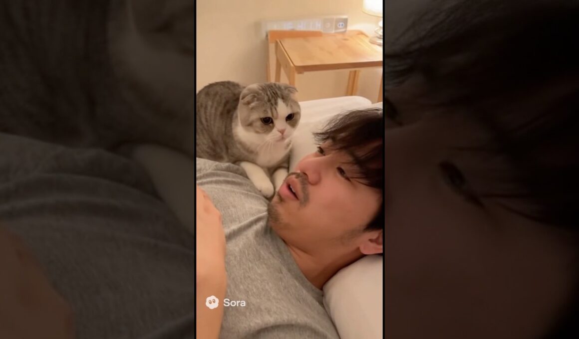 【わんにゃん劇場】飼い主のイビキにビックリ！スコティッシュフォールドの猫パンチ連打🐾💥