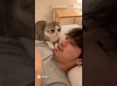 【わんにゃん劇場】飼い主のイビキにビックリ！スコティッシュフォールドの猫パンチ連打🐾💥