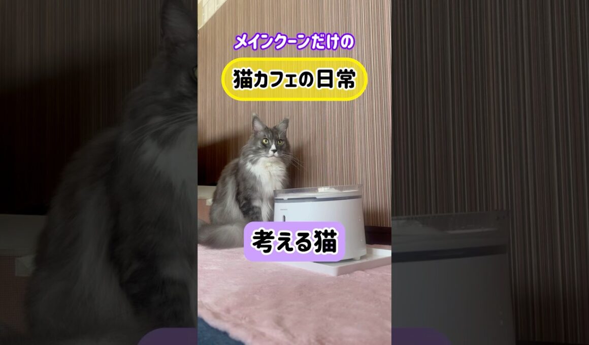 メインクーンだけの【猫カフェの日常】#cat #cooncat #mainecat #給水器