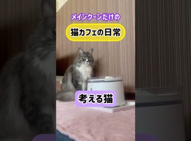 メインクーンだけの【猫カフェの日常】#cat #cooncat #mainecat #給水器