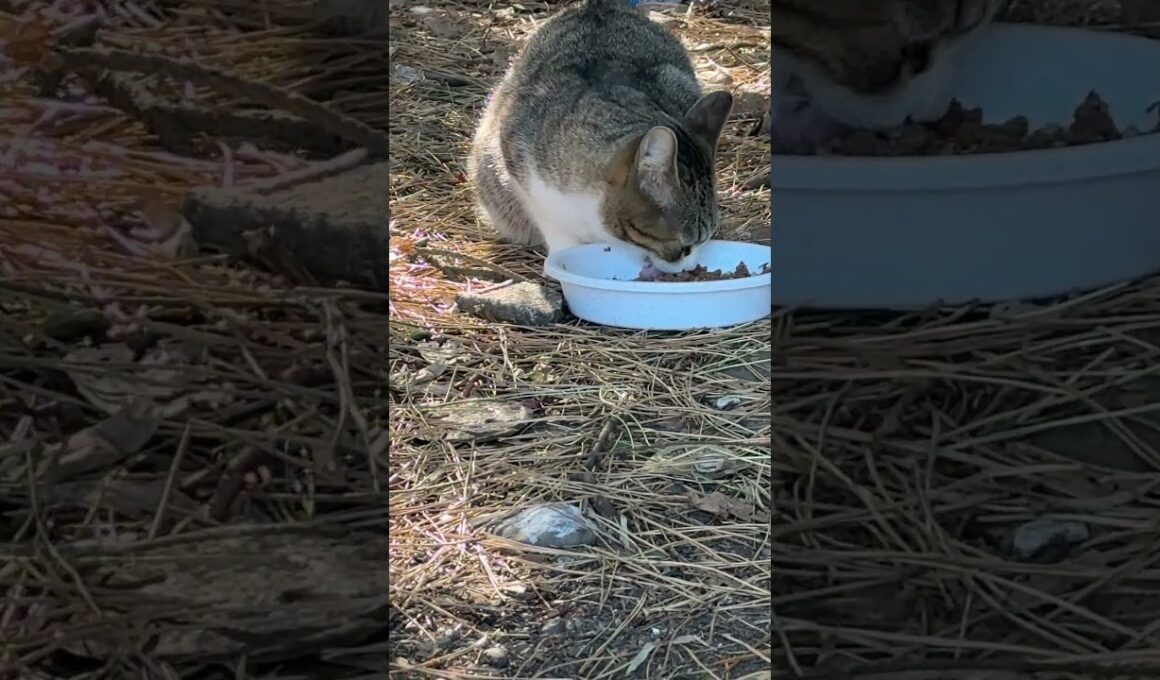 我が家のシャムの子ネコ雫の母猫のサバシロさんに会えました