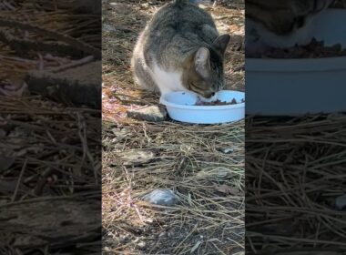 我が家のシャムの子ネコ雫の母猫のサバシロさんに会えました