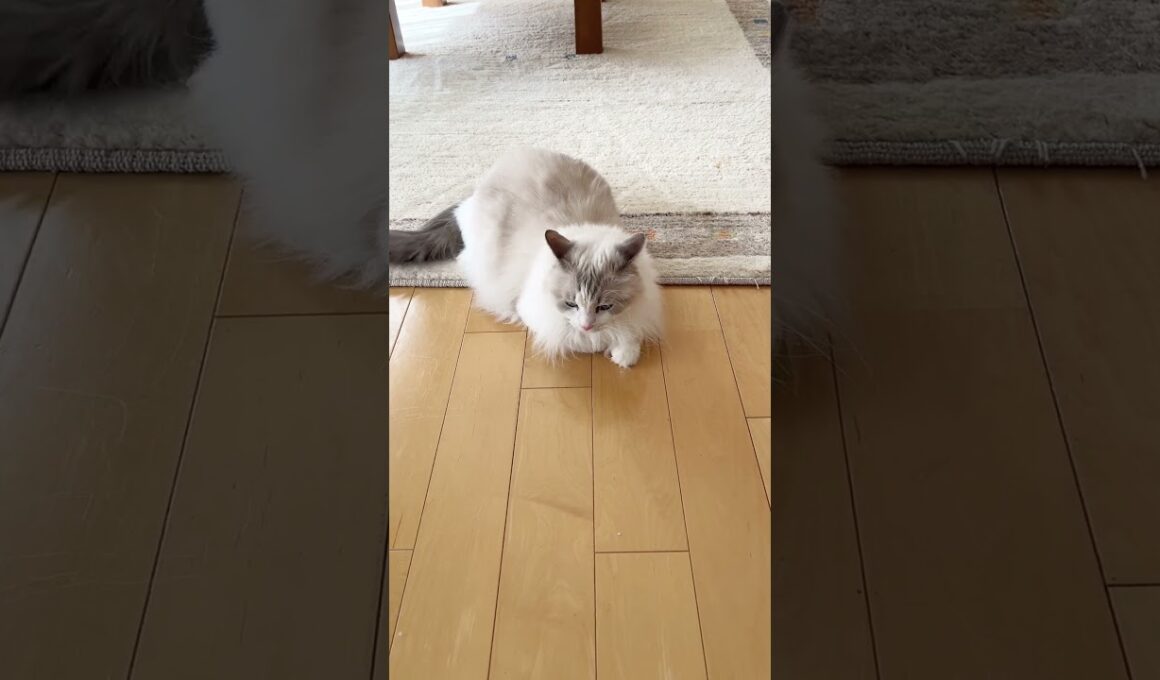 誰と戦ってるの？#ラグドール #ねこのいる暮らし #はるちゃん