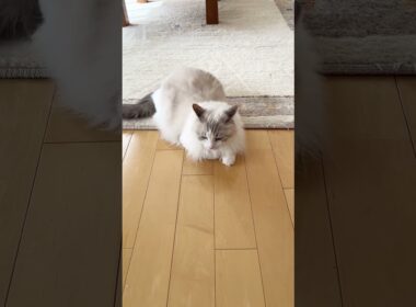 誰と戦ってるの？#ラグドール #ねこのいる暮らし #はるちゃん