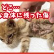 ママを失った４匹の子猫。お腹に傷を負った小さな命の記録。
