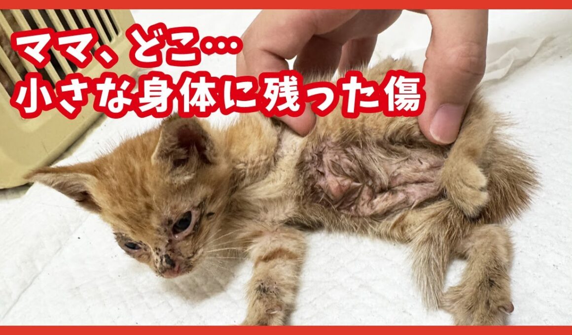 ママを失った４匹の子猫。お腹に傷を負った小さな命の記録。