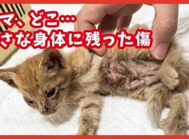 ママを失った４匹の子猫。お腹に傷を負った小さな命の記録。